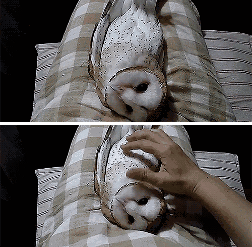 13478112178611.gif